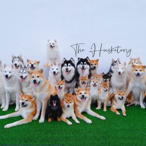 Huskitory & Inu House Combo